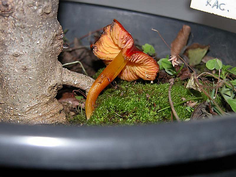 Bonzai con Hygrocybe
